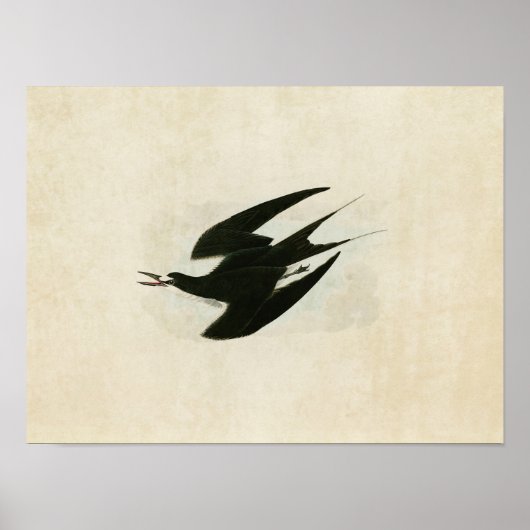 Bord 235 | Sooty Tern | Vogels van Amerika Poster (Voorkant)