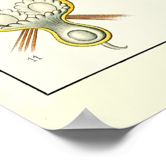 Bord 23 Bryozoa Poster (Hoek)