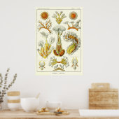 Bord 23 Bryozoa Poster (Keuken)