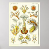 Bord 23 Bryozoa Poster (Voorkant)