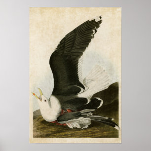 Bord 241   Zwart-ruggetmeeuw   Vogels van Amerika Poster