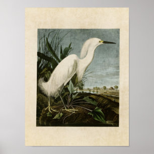 Bord 242   Snowy Heron of White Egret Poster