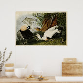 Bord 246 | Edier Duck | Vogels van Amerika Poster (Keuken)