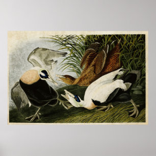 Bord 246   Edier Duck   Vogels van Amerika Poster