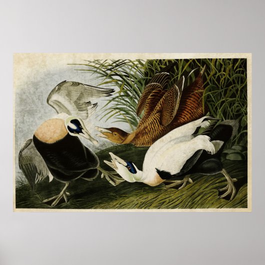 Bord 246 | Edier Duck | Vogels van Amerika Poster (Voorkant)
