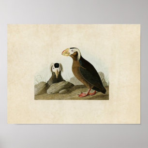 Bord 249   Tufted Auk   Vogels van Amerika Poster