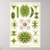 Bord 24 Desmdiea Poster (Voorkant)