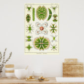 Bord 24 Desmdiea Poster (Keuken)