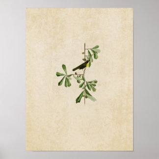 Bord 24 | Roscoe's Gele Throat Poster