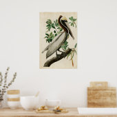 Bord 251 | Bruin Pelican | Vogels van Amerika Poster (Keuken)