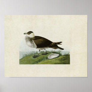 Bord 253   Jaeger   Vogels van Amerika Poster