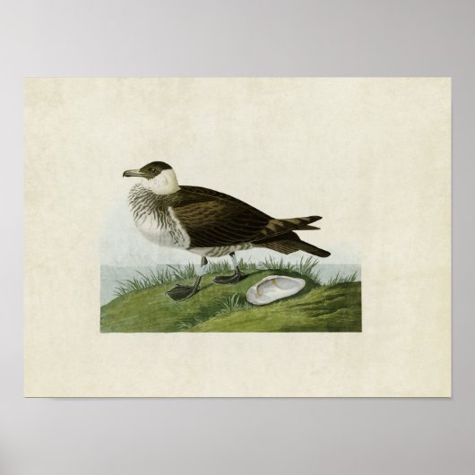 Bord 253 | Jaeger | Vogels van Amerika Poster (Voorkant)