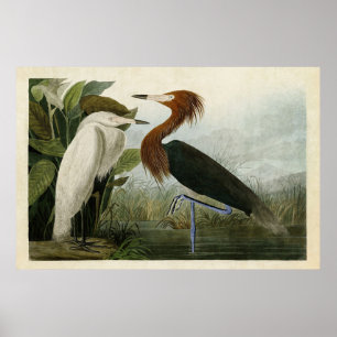 Bord 256   Paarse Heron   Amerikaanse vogels Poster