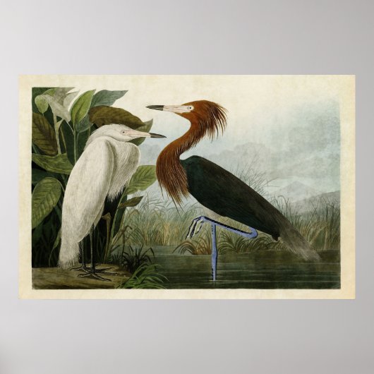 Bord 256 | Paarse Heron | Vogels van Amerika Poster (Voorkant)