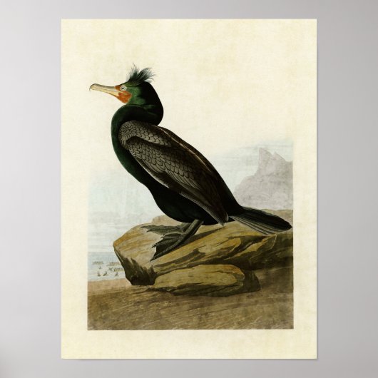 Bord 257 | Dubbele aalscholver Poster (Voorkant)