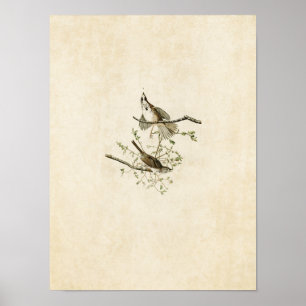 Bord 25 Song Sparrow Vogels van Amerika Poster