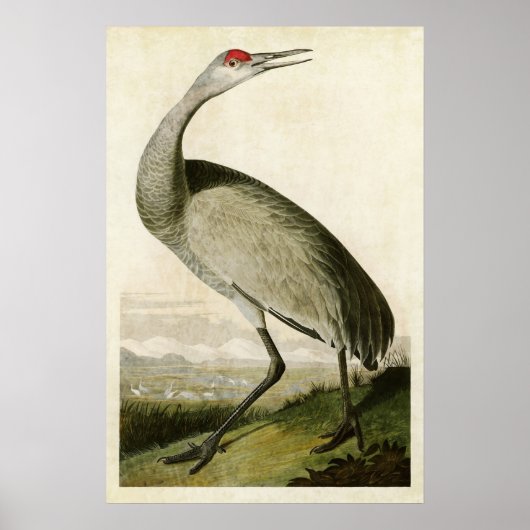 Bord 261 | Hele kraan | Vogels van Amerika Poster (Voorkant)