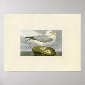 Bord 264 | Fulmar Petrel | Vogels van Amerika Poster