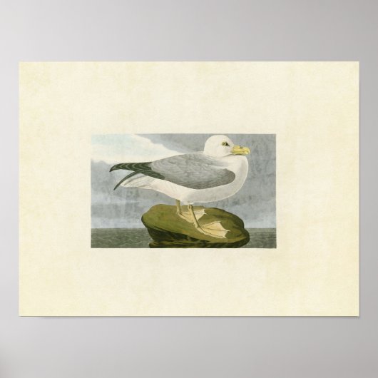 Bord 264 | Fulmar Petrel | Vogels van Amerika Poster (Voorkant)