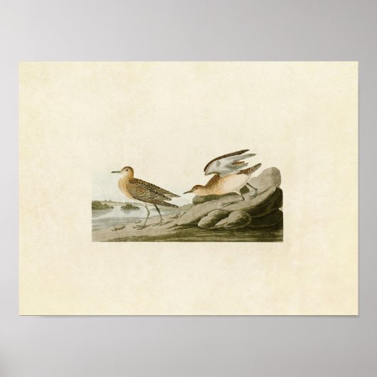 Bord 265 | Zandpiper met been Poster (Voorkant)