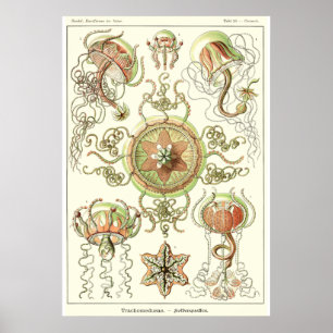 Bord 26 Trachomedus Poster