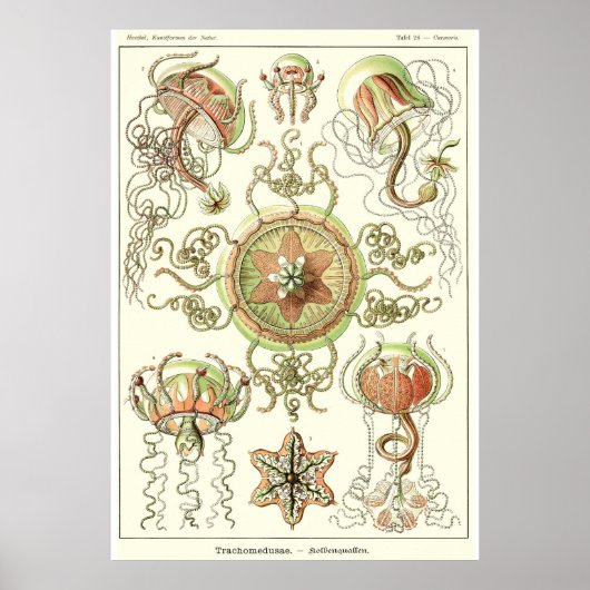 Bord 26 Trachomedus Poster (Voorkant)