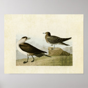 Bord 272   Richardson's Jaeger   Vogels van Amerik Poster