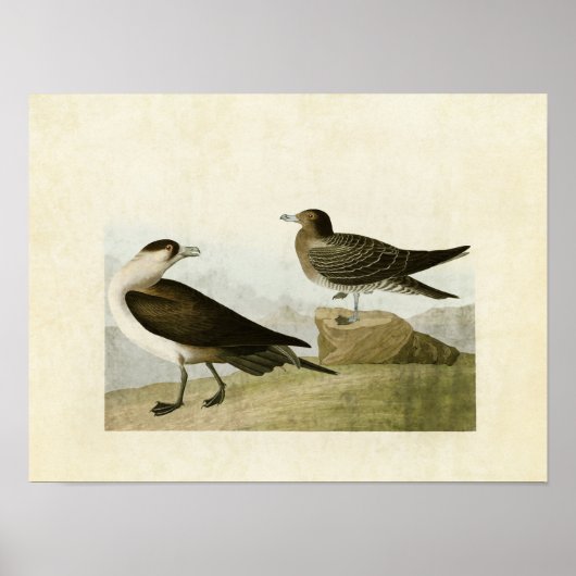 Bord 272 | Richardson's Jaeger | Vogels van Amerik Poster (Voorkant)
