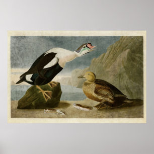 Bord 276   King Duck   Vogels van Amerika Poster