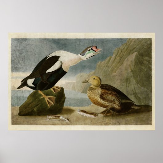 Bord 276 | King Duck | Vogels van Amerika Poster (Voorkant)
