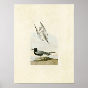 Bord 280   Zwarte Tern   Vogels van Amerika Poster