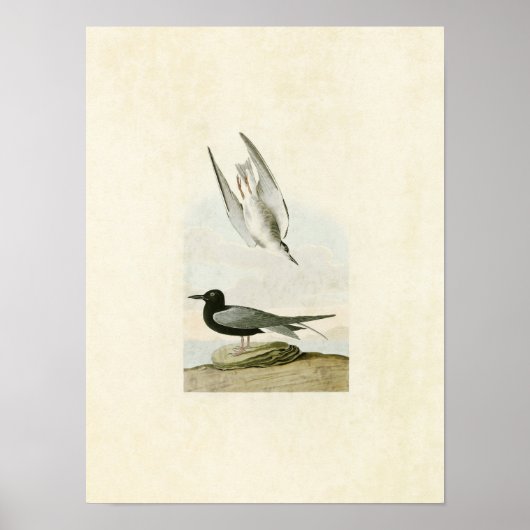 Bord 280 | Zwarte Tern | Vogels van Amerika Poster (Voorkant)