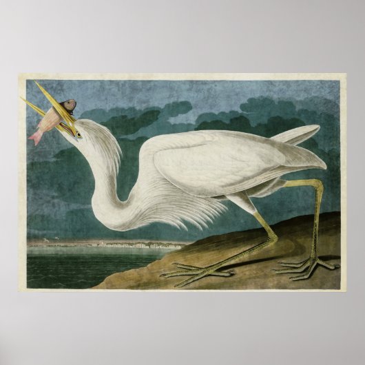 Bord 281 | Grote witte haron | Vogels van Amerika Poster (Voorkant)
