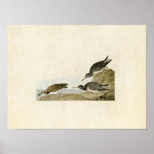 Bord 284   Paarse Sandpiper   Vogels van Amerika Poster