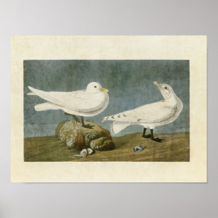 Bord 287   Ivory Gull   Vogels van Amerika Poster
