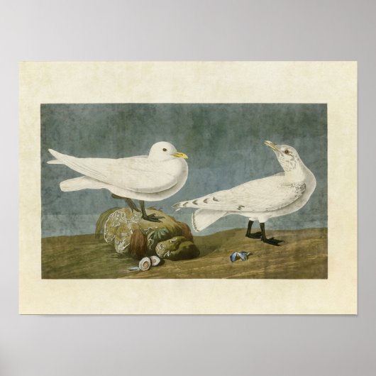 Bord 287 | Ivory Gull | Vogels van Amerika Poster (Voorkant)