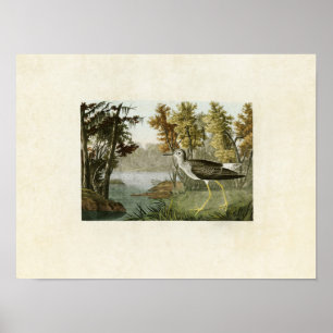 Bord 288   Gele Shank   Vogels van Amerika Poster
