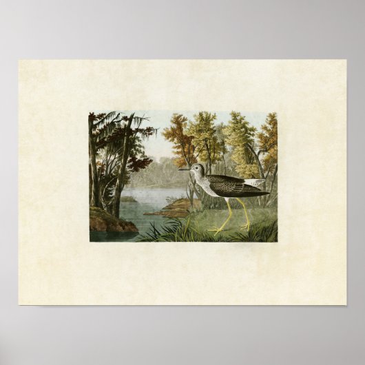 Bord 288 | Gele Shank | Vogels van Amerika Poster (Voorkant)