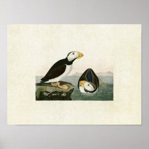 Bord 293 Puffin met grote vulling Vogels van A Poster