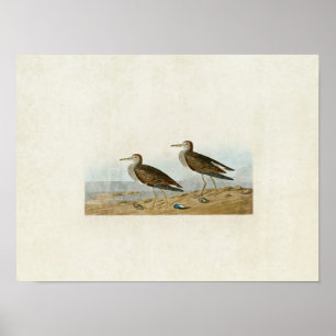 Bord 294   Pectoral Sandpiper   Vogels van Amerika Poster