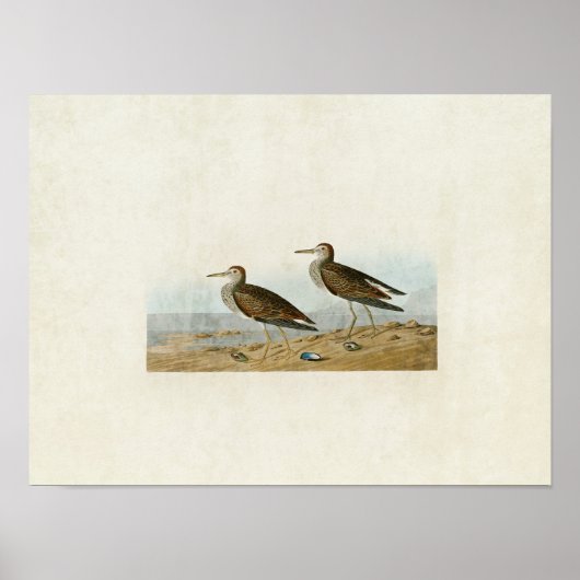 Bord 294 | Pectoral Sandpiper | Vogels van Amerika Poster (Voorkant)