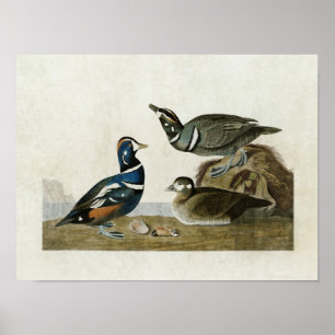 Bord 297   Harlequin Duck   Vogels van Amerika Poster