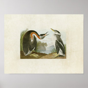 Bord 298   Rood-Necked Grebe   Vogels van Amerika Poster