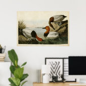 Bord 301 | Canvas-Backed Duck | Vogels van Amerika Poster (Thuiskantoor)