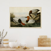 Bord 301 | Canvas-Backed Duck | Vogels van Amerika Poster (Keuken)