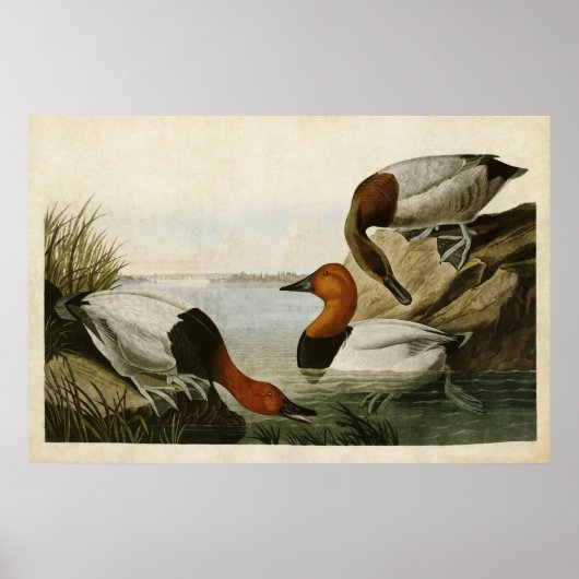 Bord 301 | Canvas-Backed Duck | Vogels van Amerika Poster (Voorkant)