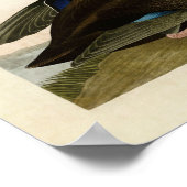 Bord 302 | Dusky Duck | Vogels van Amerika Poster (Hoek)