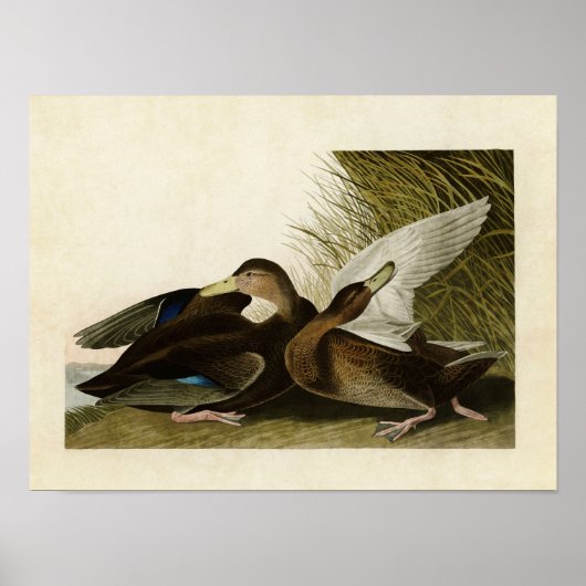 Bord 302 | Dusky Duck | Vogels van Amerika Poster (Voorkant)