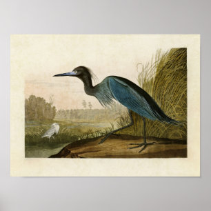 Bord 307   Blue Crane of Heron   Amerikaanse vogel Poster