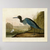 Bord 307 | Blue Crane of Heron | Vogels van Amerik Poster (Voorkant)